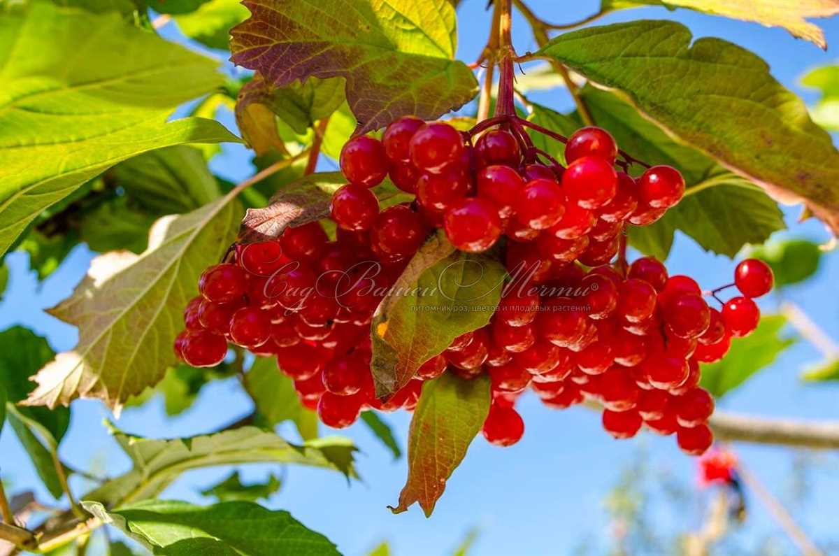 Уникальные свойства и полезные качества Калины Шукшинской