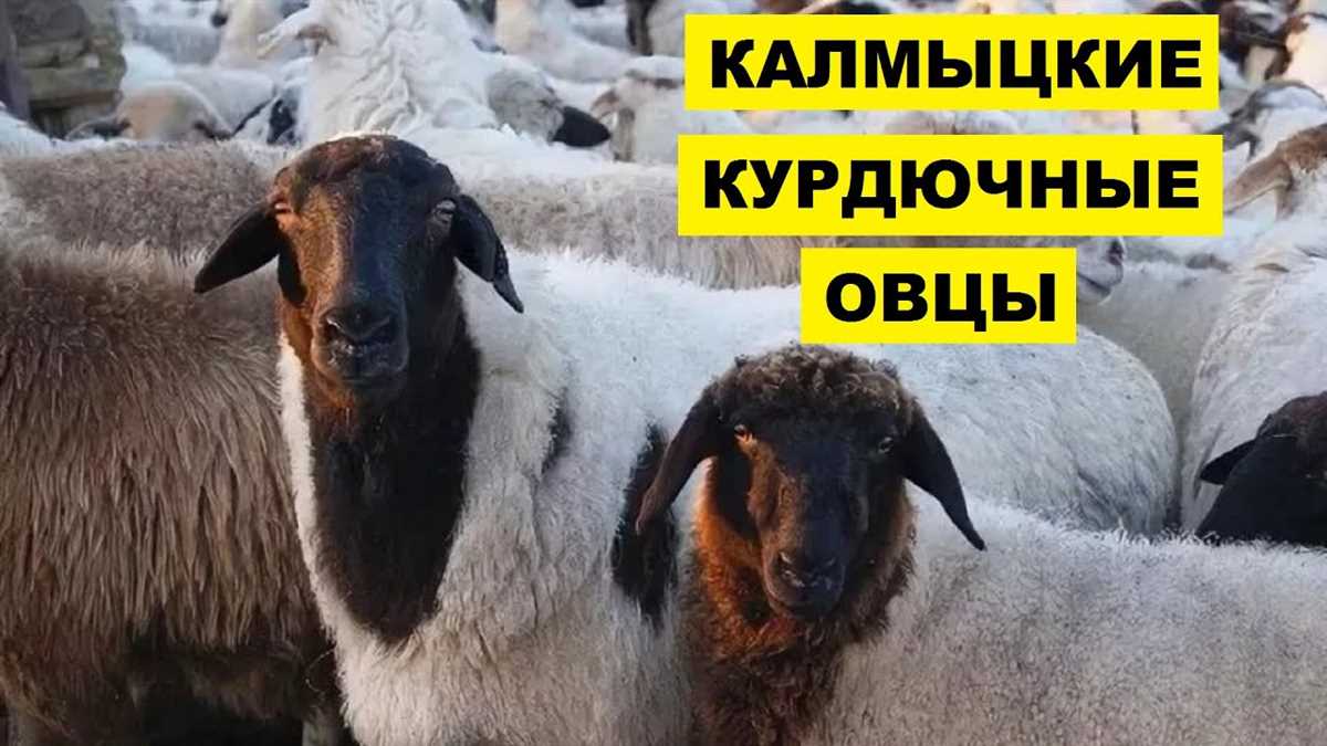 Полезные свойства шерсти и мяса калмыцких овец