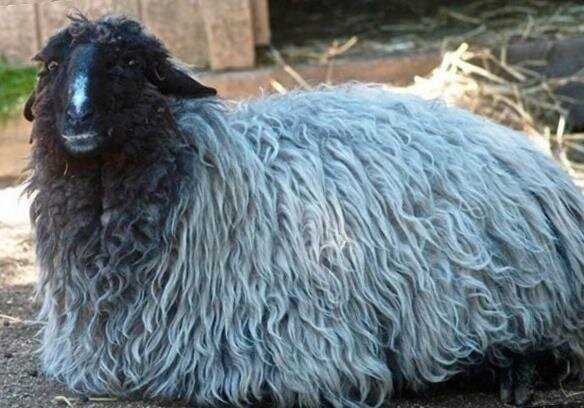 Каракульская овца как источник мяса и шерсти