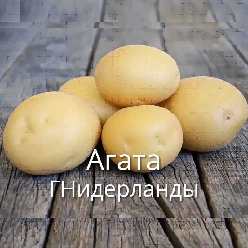 Что такое картофель Агата?