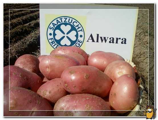 Уникальные свойства картофеля Альвара