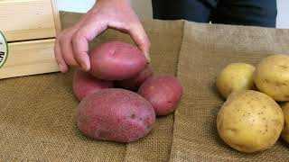 Начало экспорта картофеля Альвара