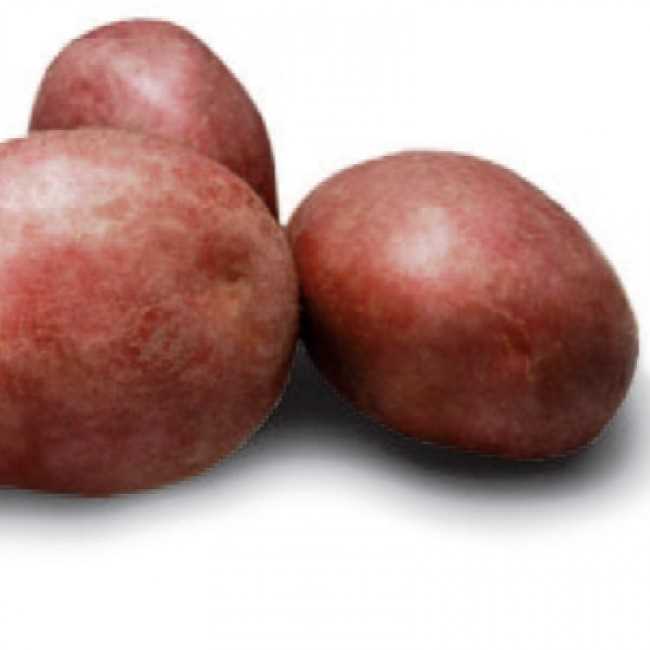 История возникновения картофеля Альвара