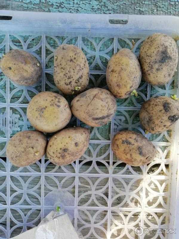 Преимущества картофеля Банкир