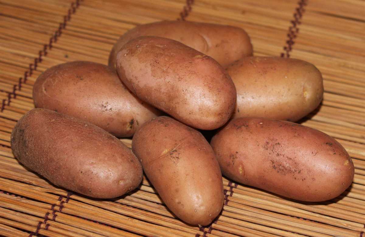 Сорт картофеля Фаворит