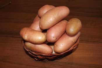 Условия выращивания картофеля Фаворит