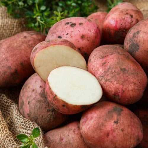 Урожайность и хранение урожая картофеля Фаворит
