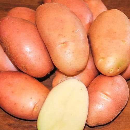 Агротехника выращивания картофеля Фаворит