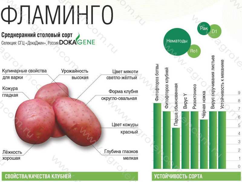 Преимущества картофеля Фламинго