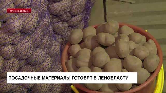 Сбор и хранение Гатчинского картофеля