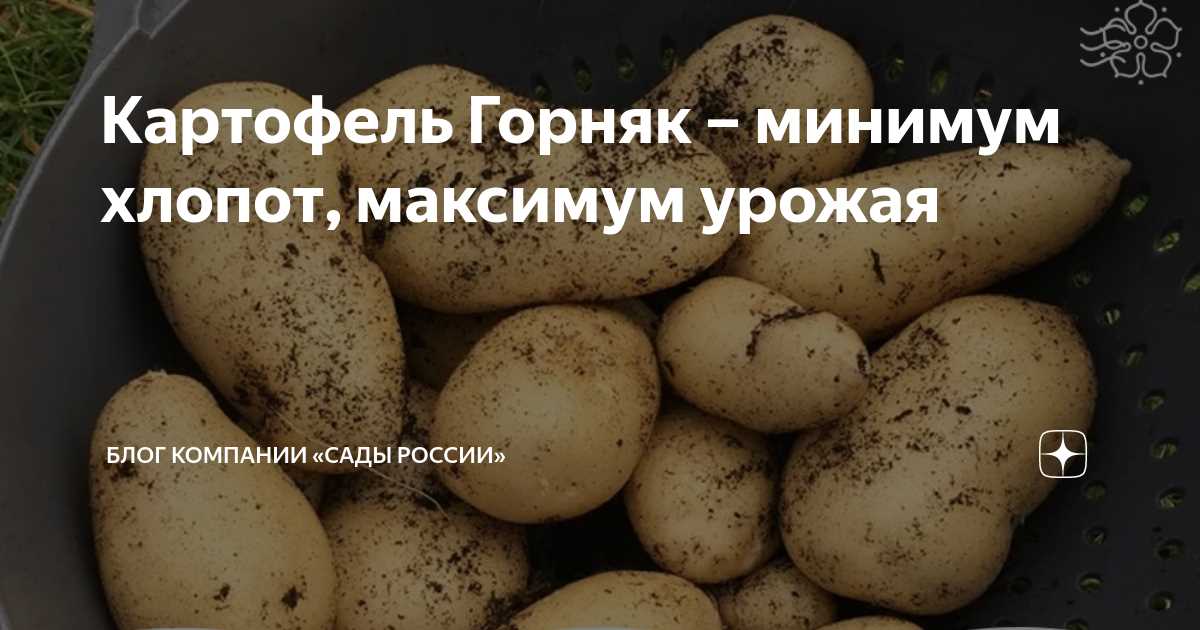 Болезни картофеля Горняк