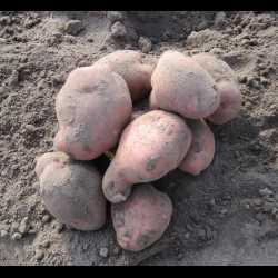 Сельскохозяйственное значение картофеля Ирбитский