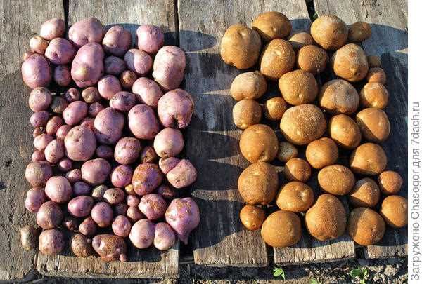 Киви картофель: применение в кулинарии