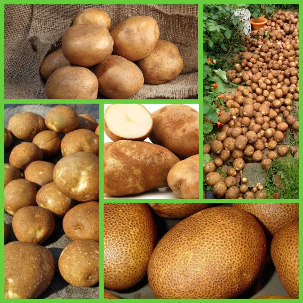 Киви картофель: происхождение и история
