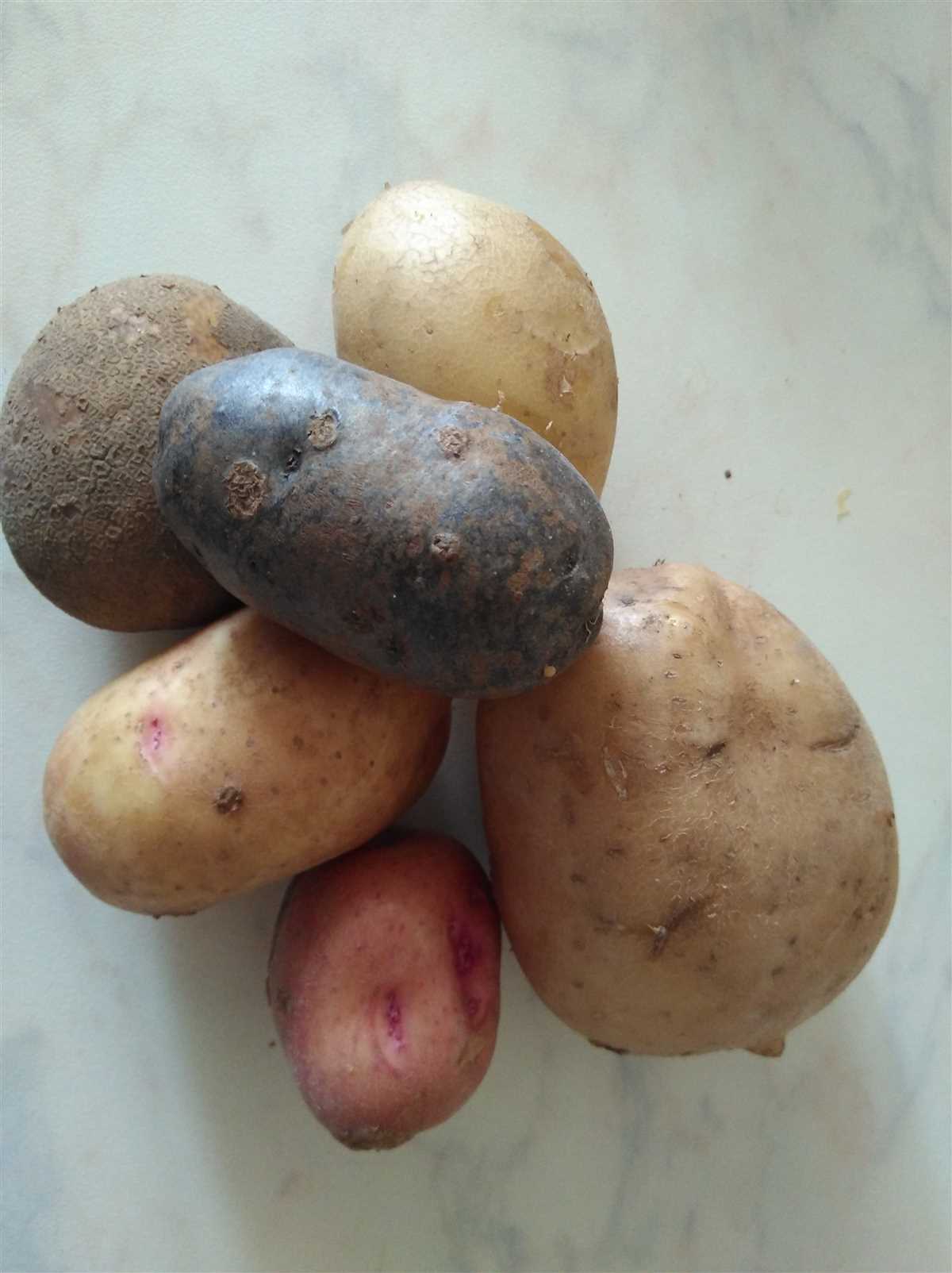 Киви картофель: виды и разновидности