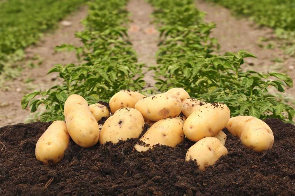 Польза и питательные свойства Картофеля Колетте