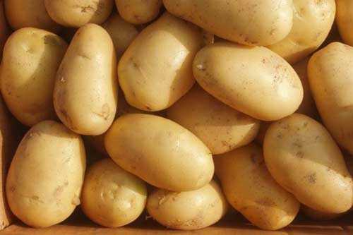 Преимущества картофеля Лилея перед другими сортами