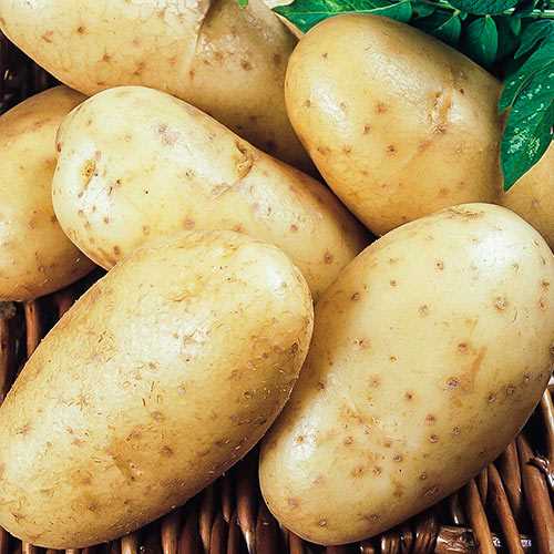 История происхождения картофеля Лорх