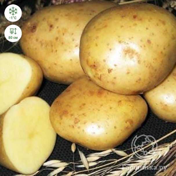 Применение картофеля Лорх в кулинарии