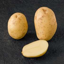 Какие сейчас популярны сорта картофеля и отличия Картофеля Мелодия