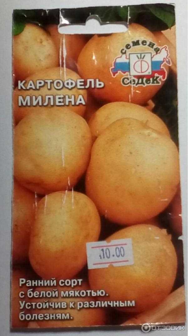 Преимущества картофеля Милена перед другими сортами