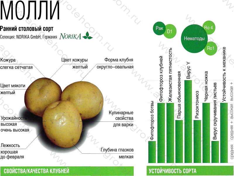 Картофель Молли в духовке