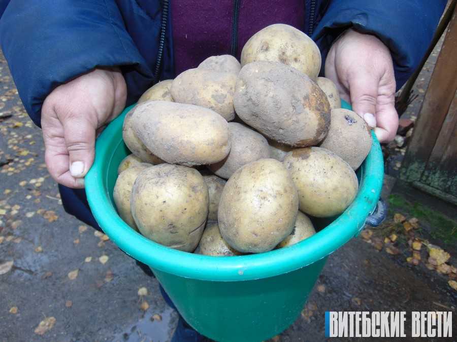 Преимущества картофеля Нара для здоровья