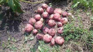 Преимущества картофеля Рябинушка