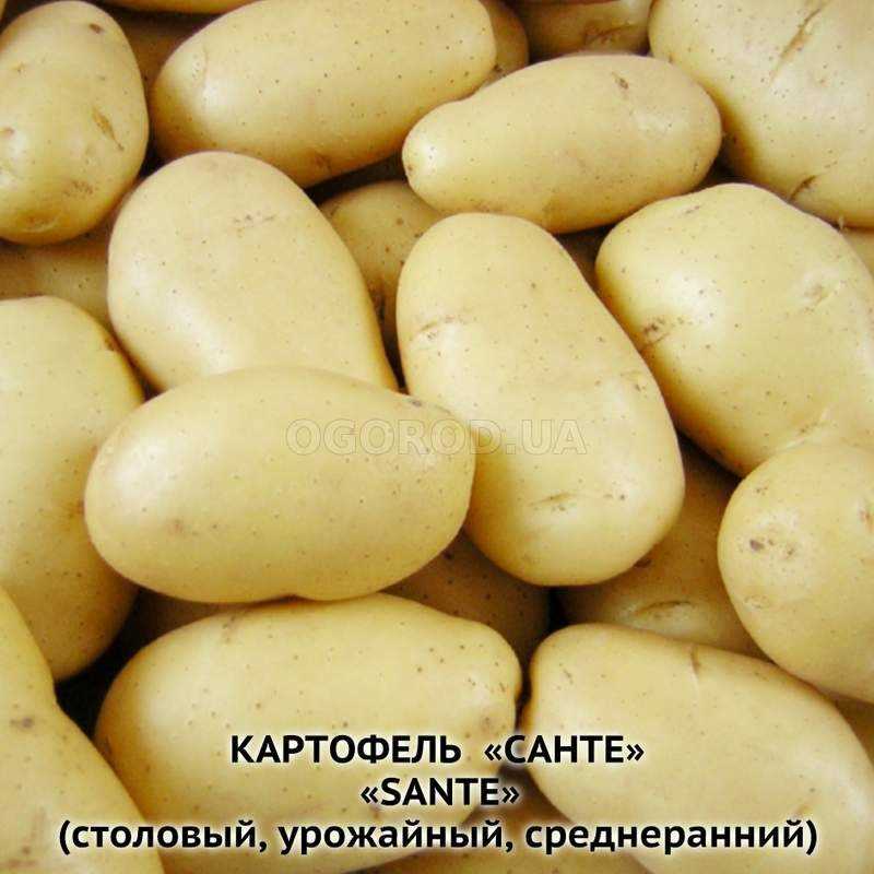 Сроки сбора: