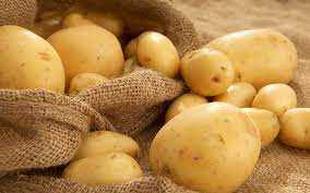Особенности выращивания Картофеля Сатина