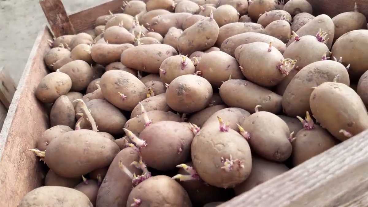 Преимущества картофеля Тирас
