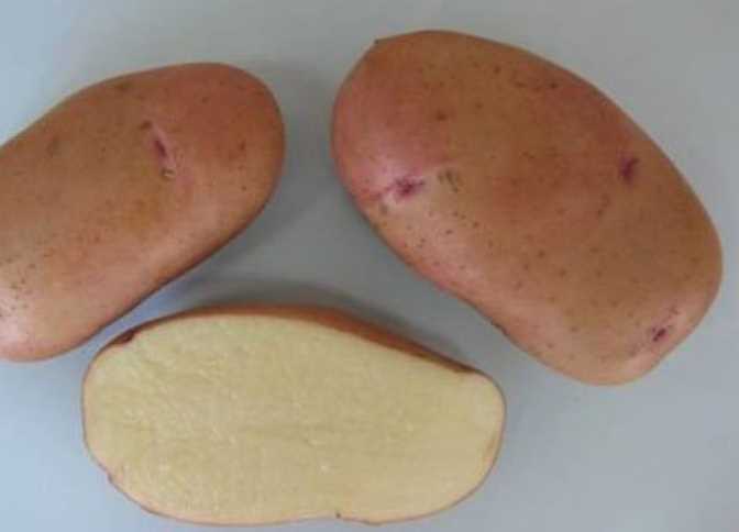 История картофеля Тирас