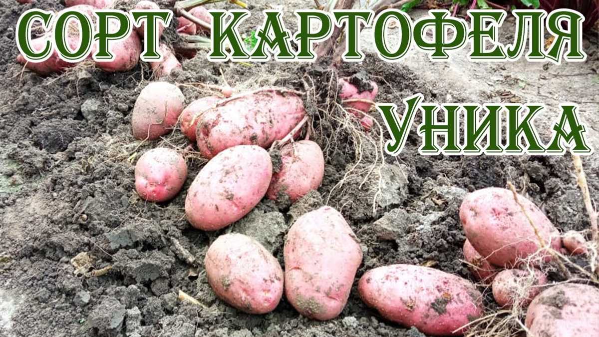 История возникновения Картофеля Уника