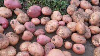 Выращивание Картофеля Великан в домашних условиях