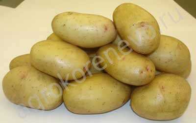 Полезные свойства картофеля Великан: