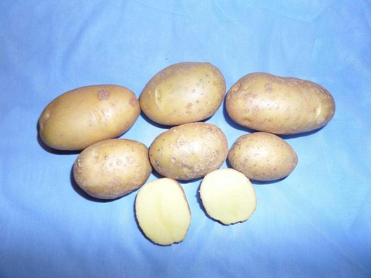 Популярные сорта картофеля Венди