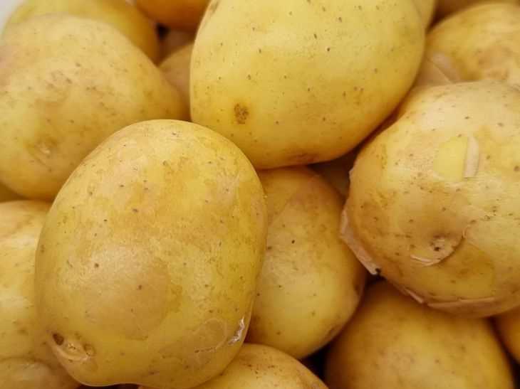 Сорта картофеля Весна и их особенности