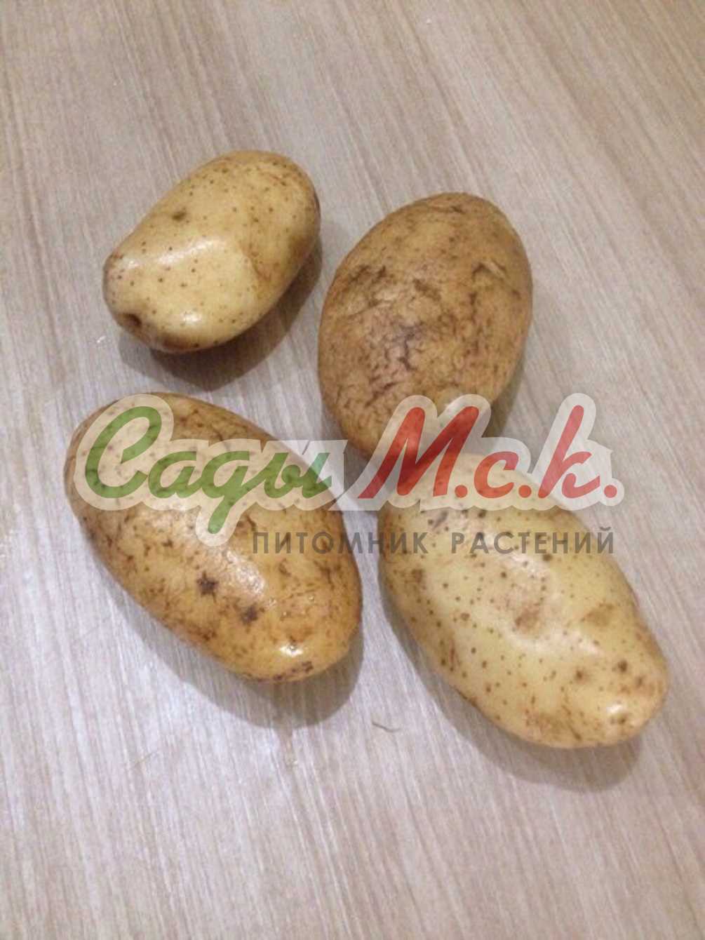 Особенности картофеля Янка