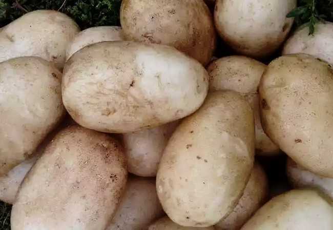 Что такое картофель Янка?