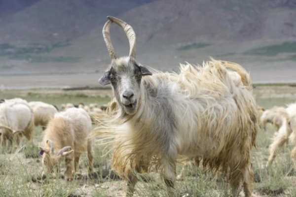 В чем особенности Кашмирской породы коз?
