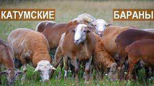 Физические особенности Катумской породы овец