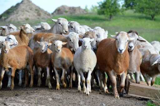 Применение и использование Катумской породы овец