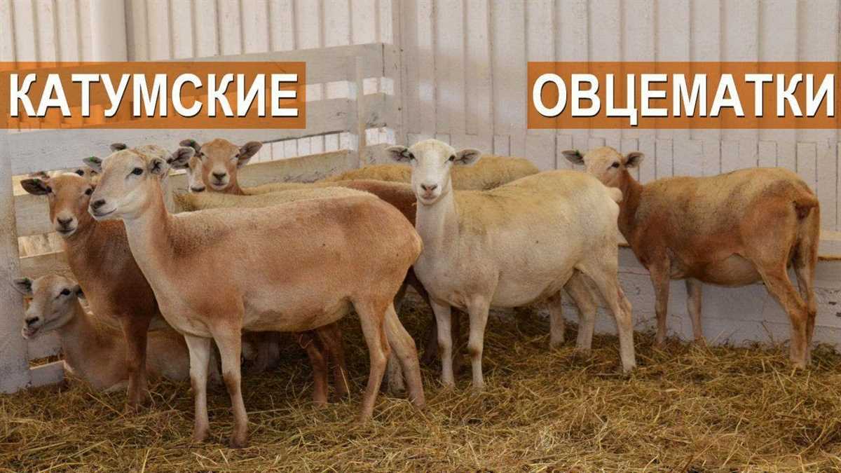 Происхождение и история Катумской породы овец