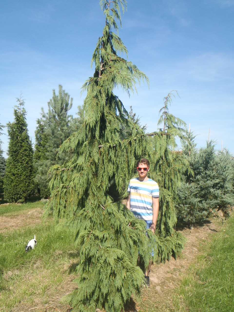 В садовом дизайне