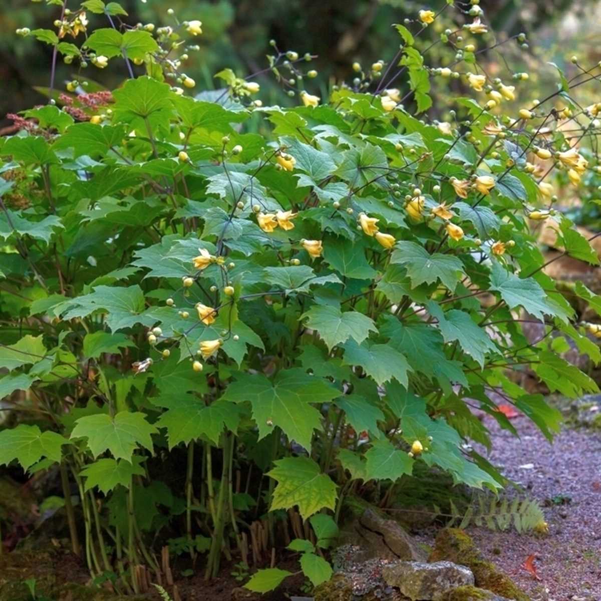 2. Киренгешома японская (Actaea japonica)