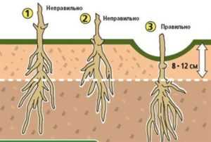 Уход и выращивание клематиса Анна Герман