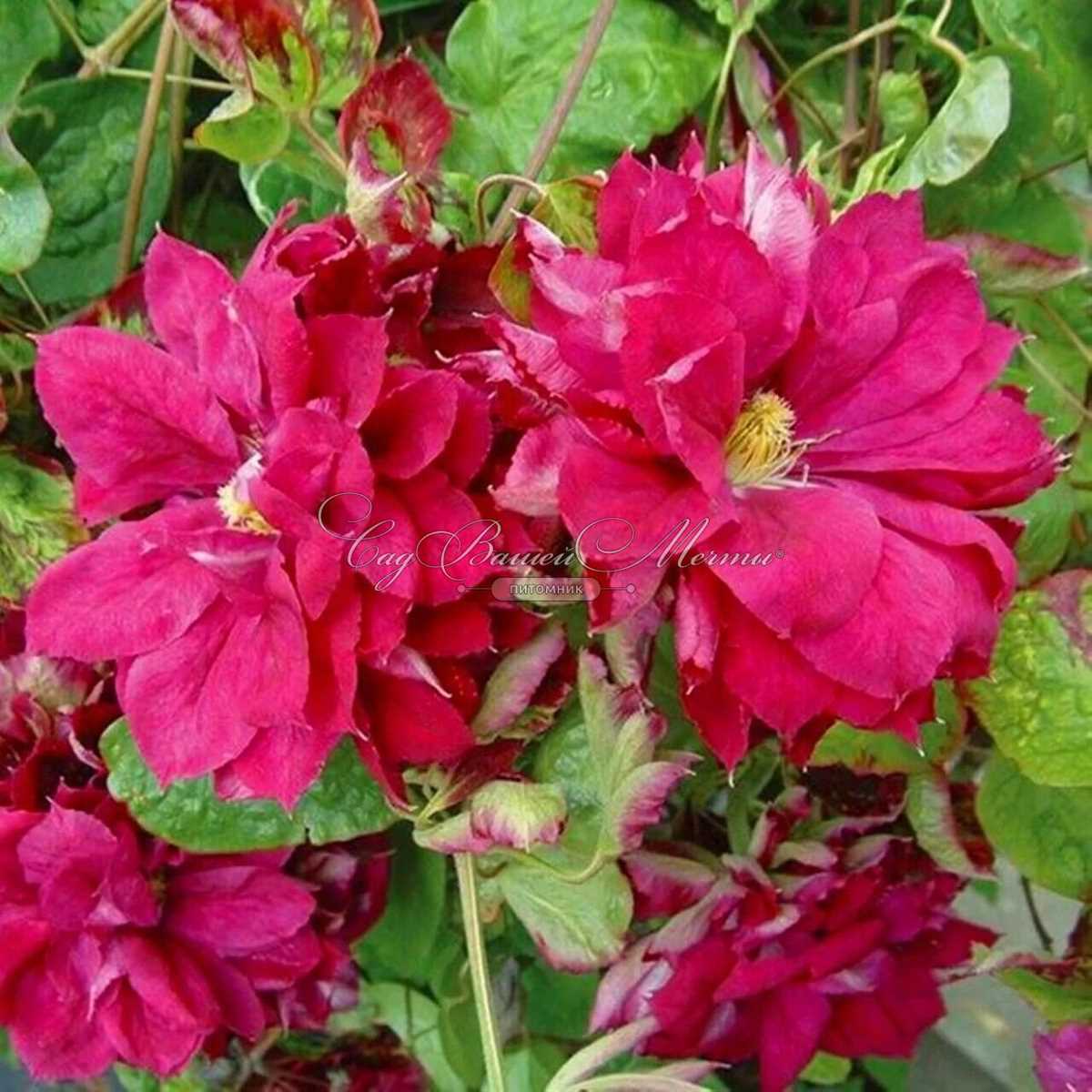 Клематис Ред Стар - удивительное растение, которое привлекает внимание не только своими крупными и роскошными цветами, но и своим уникальным названием. Это один из самых известных сортов клематиса, который пользуется огромной популярностью среди садоводов и цветоводов.