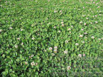 4. Белый клевер (Trifolium repens)