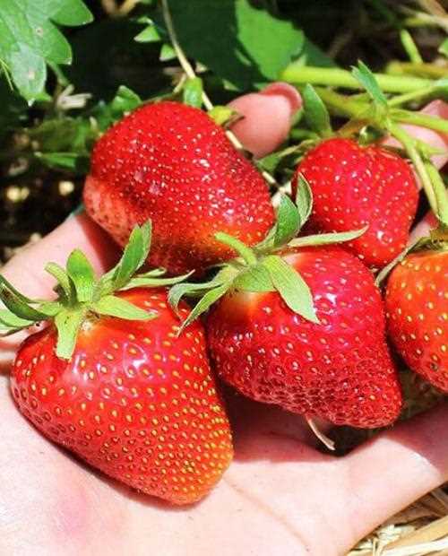Вкусные и полезные ягоды для всей семьи