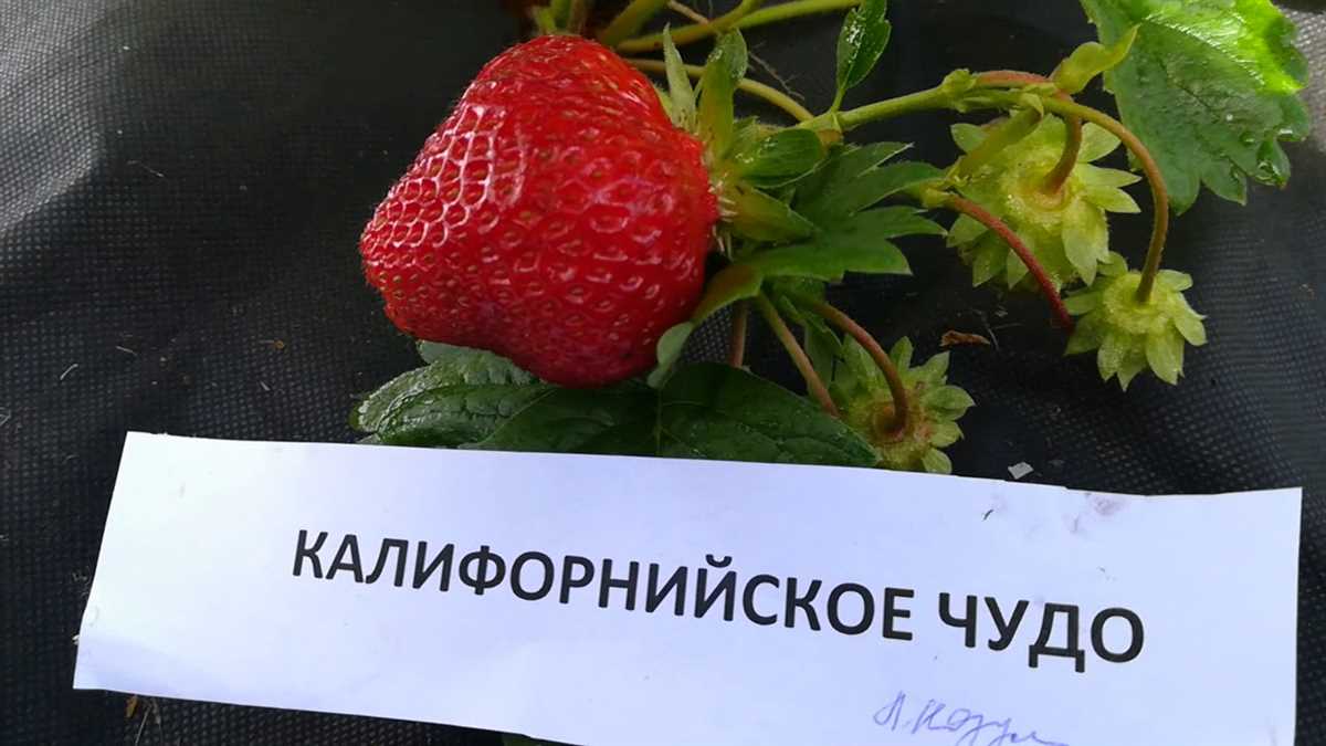 Полезные свойства Калифорнийской клубники